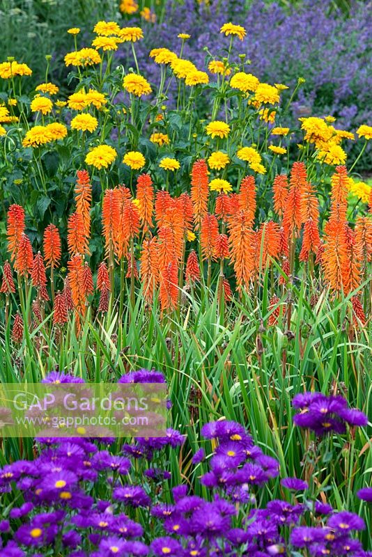 Kniphofia 'Elvira' Erigeron 'Rosenballett' Heliopsis 'Sunburst'. Perennials. June. Mixed summer border.