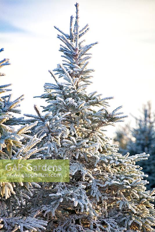 Frosty Christmas Tree in a field in winter. Conifers. December.