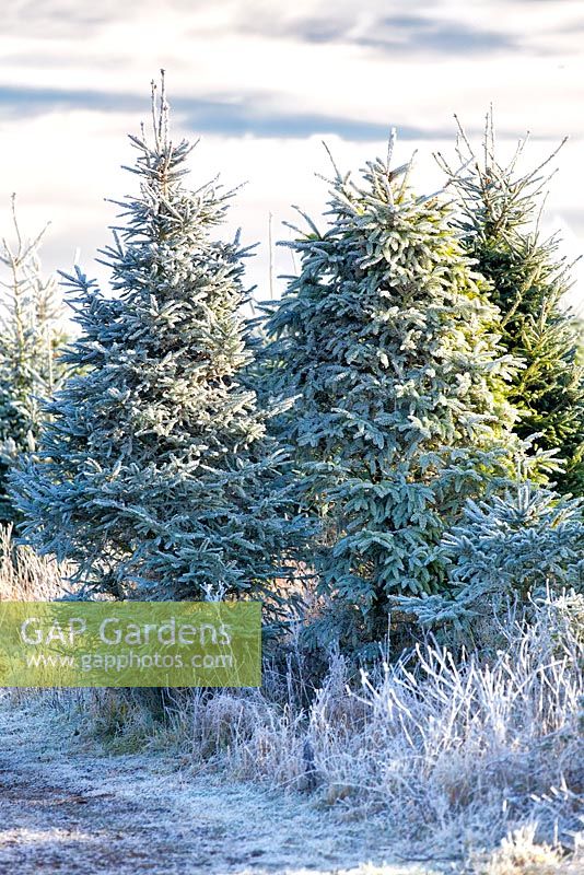Frosty Christmas Trees in a field in winter. Conifers. December.