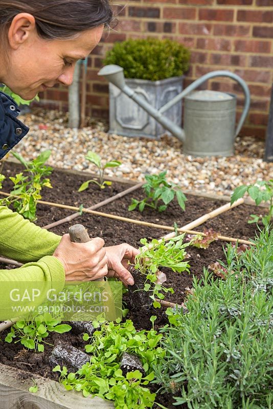Woman planting Rocket plugs in a raised square foot gardening bed