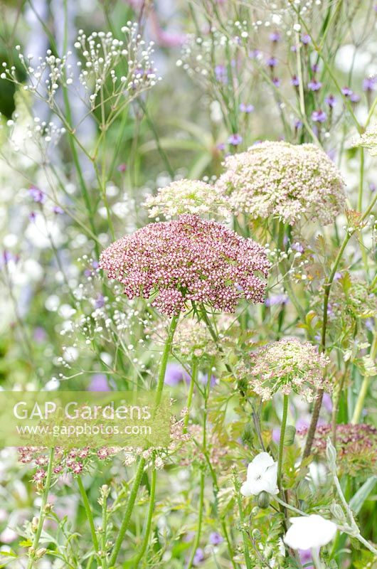 Daucus carota - Macmillan Legacy Garden, RHS Hampton Court Palace Flower Show 2014 - Design: Rebecca Govier - Sponsor: Macmillan Cancer Support