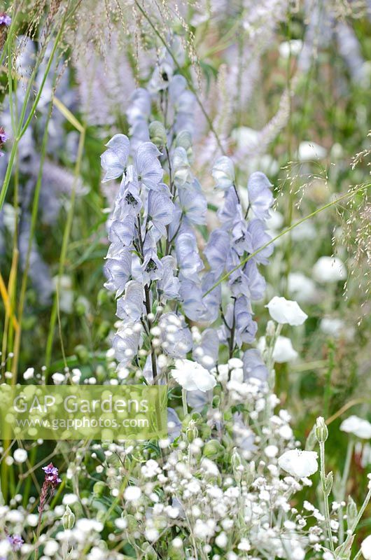 Aconitum 'Stainless Steel', Macmillan Legacy Garden, RHS Hampton Court Palace Flower Show 2014 - Design: Rebecca Govier - Sponsor: Macmillan Cancer Support