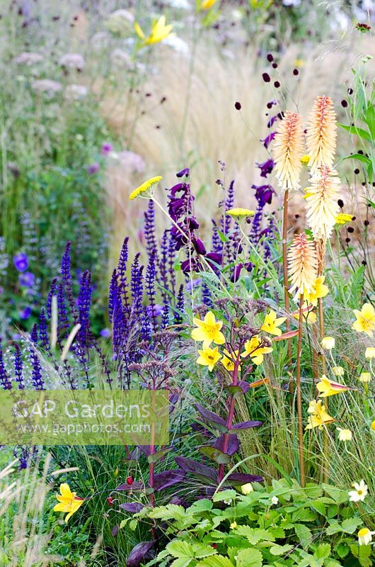 Salvia nemerosa, Kniphofia, Penstemon and Fragaria vesca - The Jordans Wildlife Garden, RHS Hampton Court Palace Flower Show 2014 - Design: Selina Botham - Sponsor: Jordans Cereals