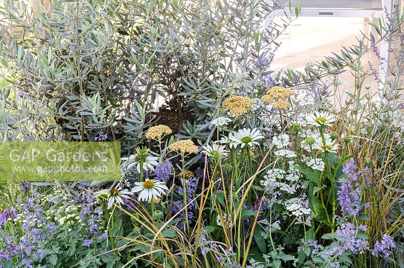 Olearia x haastii in a border with Echinacea 'White Swan', Achillea 'Walther Funcke', Carex testacea, Nepeta 'Walkers Low' and Orlaya grandiflora - Al Fresco, RHS Hampton Court Palace Flower Show 2014 - Design: Peter Reader - Sponsor: Living Landscapes