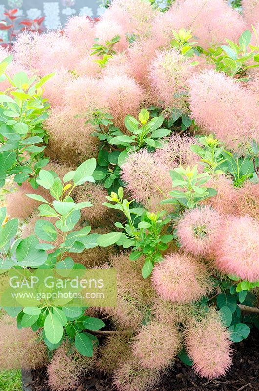 Cotinus 'Candy Floss'