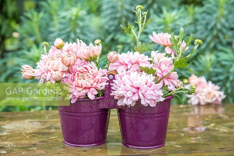 Chrysanthemum  'Bloom Allouise Pink'  in colourful twin pots