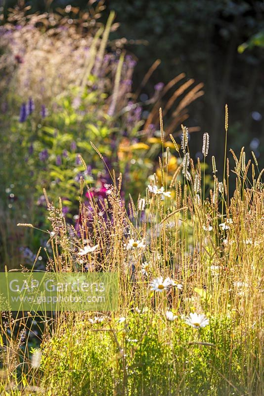 Sunlight on meadow planting and edible flowers including Ox-eye daisy - The Jordans Wildlife Garden, RHS Hampton Court Flower Show 2014