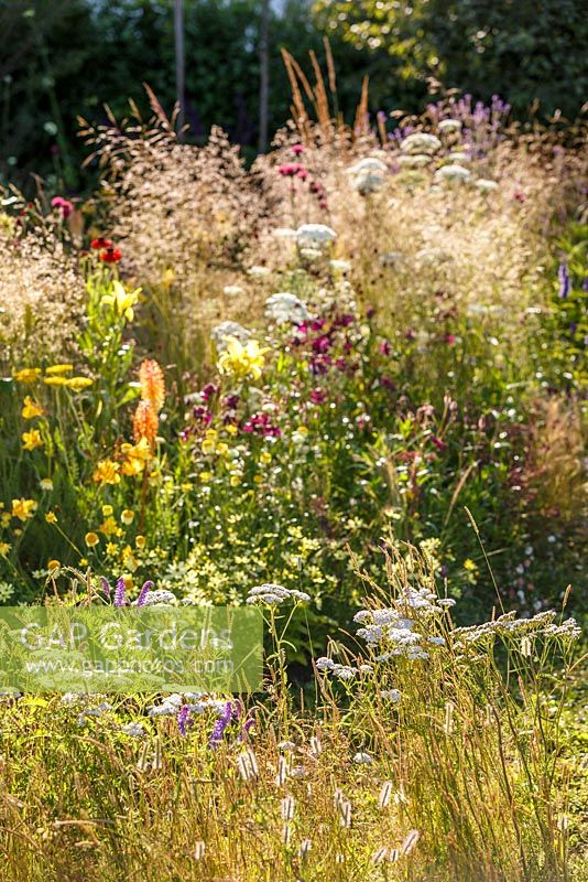 Sunlight on naturalistic grasses and perennials including Ammi majus, Hemerocallis, Helenium and Kniphofia - The Jordans Wildlife Garden, RHS Hampton Court Flower Show 2014
