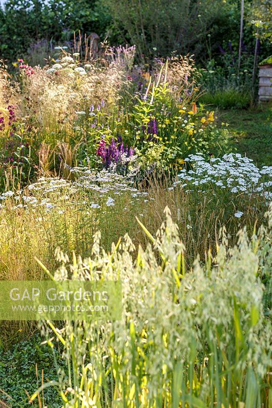 Tall naturalistic grasses and perennials with oats in foreground - The Jordans Wildlife Garden, RHS Hampton Court Flower Show 2014