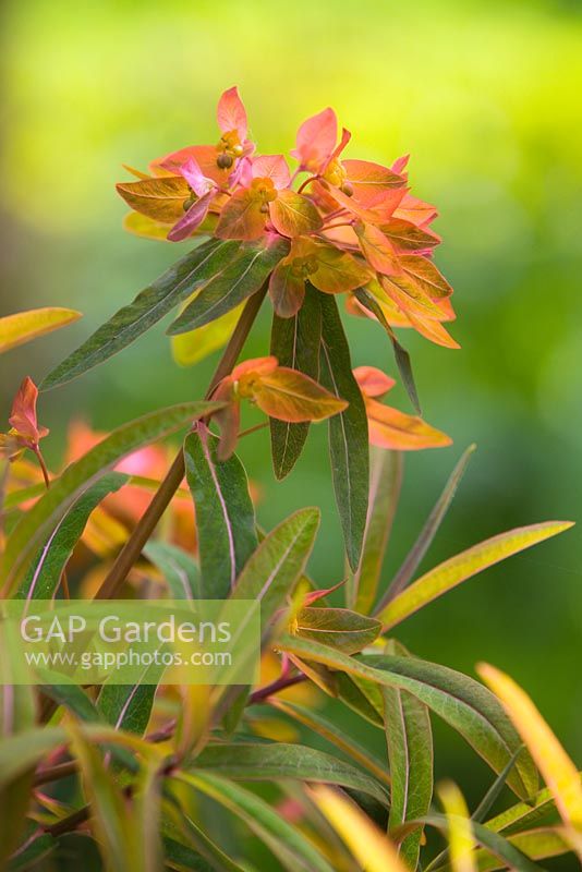 Euphorbia griffithi 'Fireglow'. Hope House Garden, Caistor, Lincolnshire, UK. April 2014.