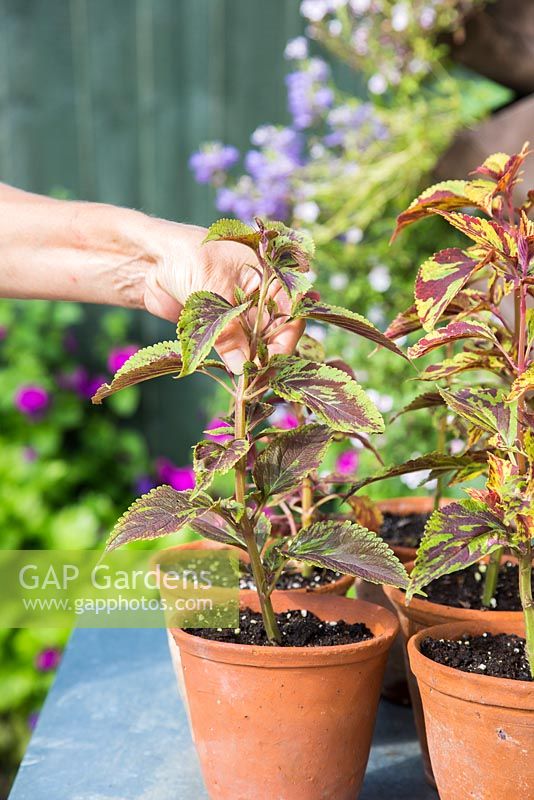 Pinching out the tips of the Coleus cuttings, encouraging the plant to bush out. 