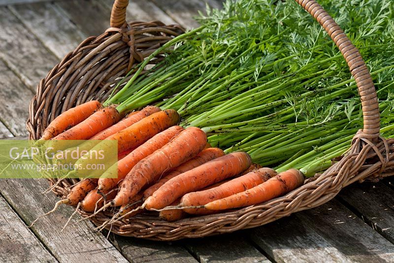 Freshly harvested Carrot 'Touchon' 