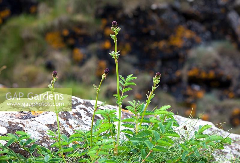 Sanguisorba officinalis - Great Burnet growing wild on cliffs near The Lizard, Cornwall. 
