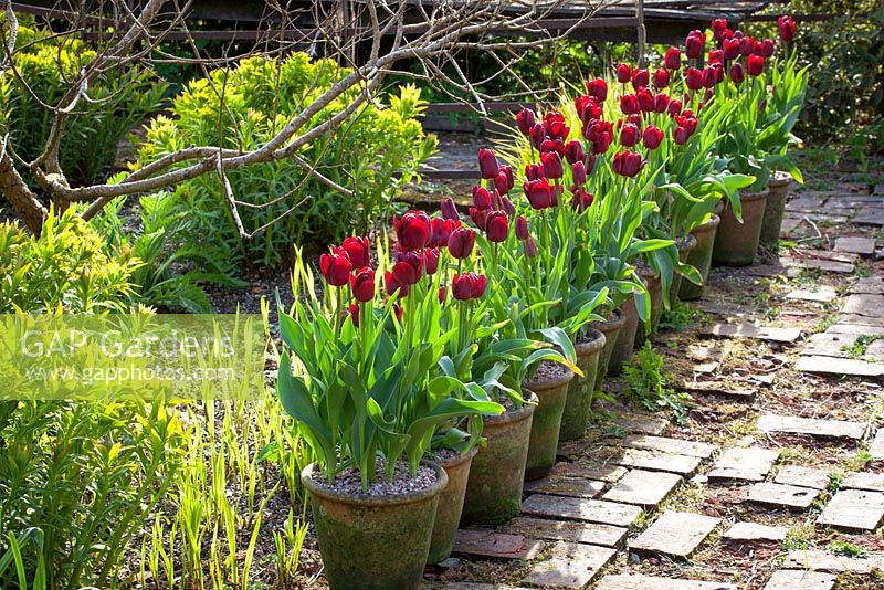 Pots of Tulipa 'Jan Reus' lining the brick path at Glebe Cottage
