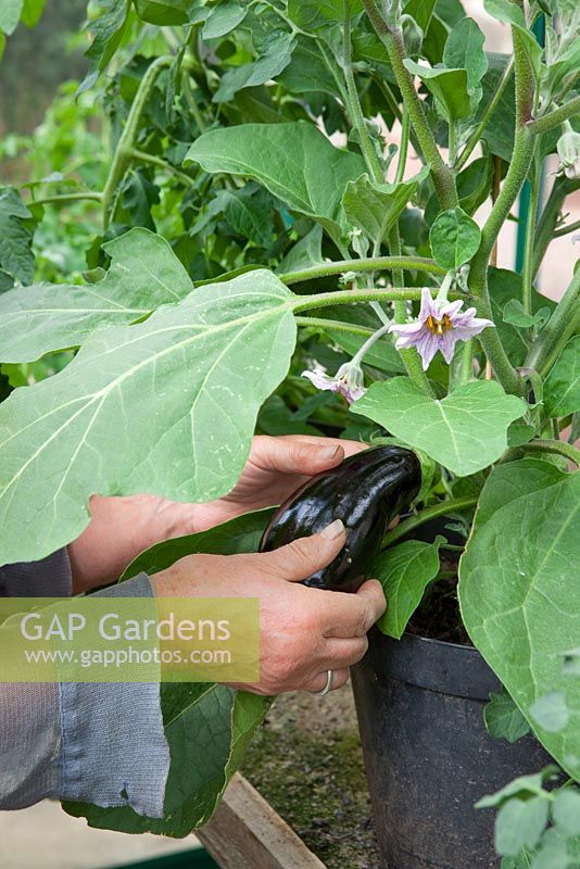 Harvesting an aubergine grown in a pot in the greenhouse