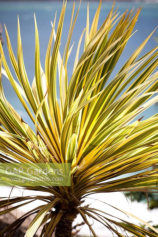 Cordyline australis 'Torbay Dazzler' AGM. Cabbage Palm