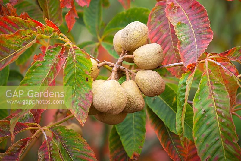 Fruit of Aesculus neglecta 'Autumn Fire' - Yellow Horse Chestnut tree