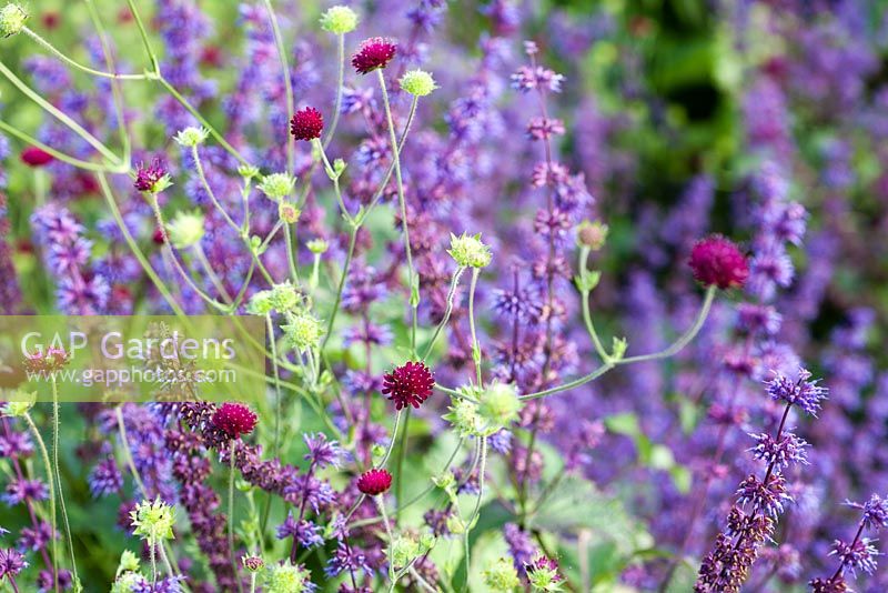Knautia macedonica flowering with Salvia 'Smouldering Torches'.  July - Summer