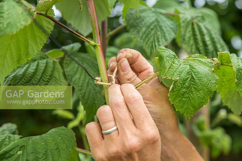 Tieing in new growth of Raspberry 'Glen Magna' canes to the wire support
