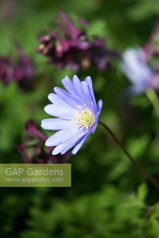 Anemone blanda - blue-flowered (Winter windflower)