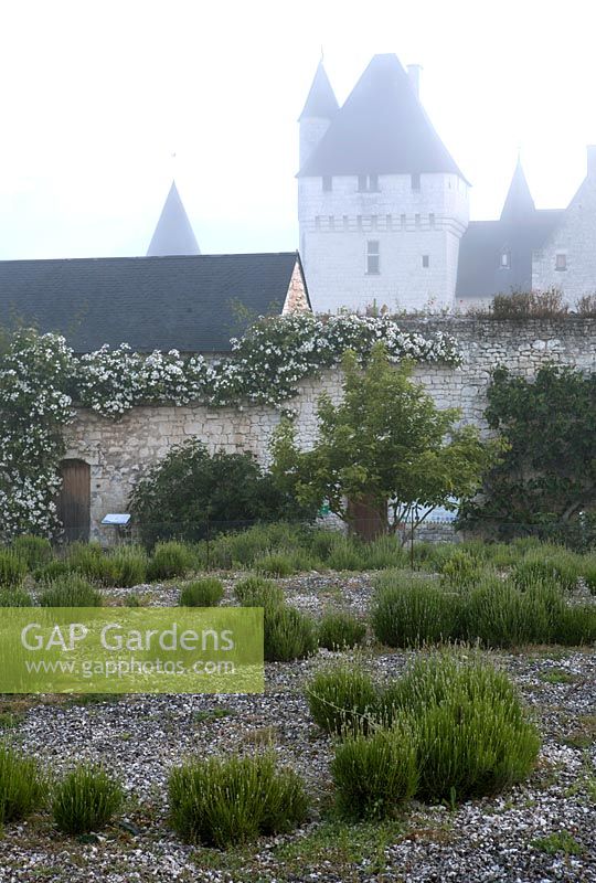 Lavandulas, early morning mist, Le Chateau du Rivau, Loire Valley, France