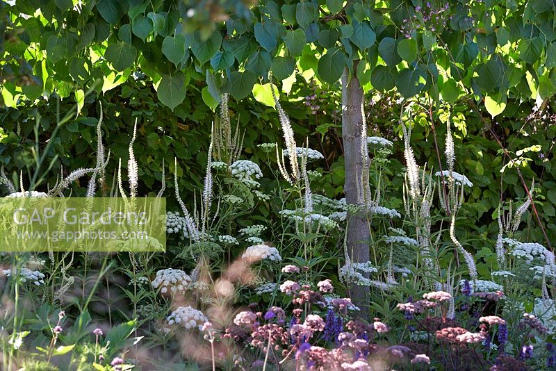 Angelica 'Ebony', Veronicastrum virginicum 'Album' and Ammi majus - Vestra Wealth's Vista Garden, RHS Hampton Court Palace Flower Show 2014 - Design: Paul Martin - Sponsor: Vestra Wealth
