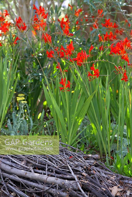 Crocosmia 'Lucifer' by border of bunched twigs - Connecting with the Real Sound of Nature, RHS Hampton Court Palace Flower Show 2014 - Design: Stefano Passerotti Sponsors: Music by sound artist Francesco Mantero, Oleificio SABO, Giorgio Tsei Group, Memorial Room, Clay Regazzoni