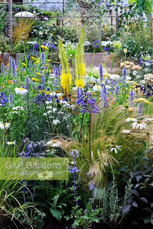 A Space To Connect and Grow. Eremurus, Echinacea 'White Swan', Agastache 'Blackadder', Achillea 'Terracotta' with bamboo water feature in background
