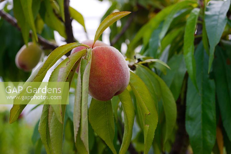 Prunus persica 'Bonanza', young Peach fruits in a polytunnel, Wales, UK