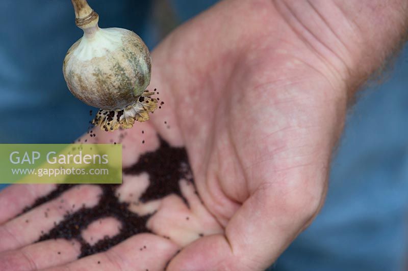 Gardener collecting poppy seed from the seed pod in his hand - July - Oxfordshire
