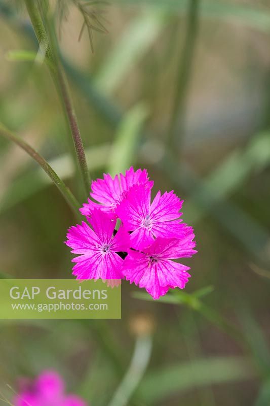 Dianthus 'Carthusianorum' - July - Oxfordshire