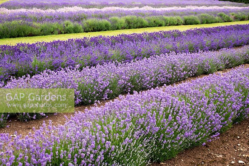 Lavandula - Rows of Lavender Flowers - July - Gloucestershire