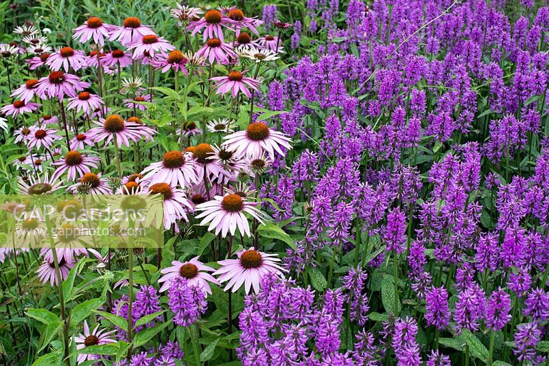 Echinacea purpurea 'Rubinglow' and Stachys officinalis 'Hummelo' - Coneflowers and Purple Betony flowers - July - Oxfordshire