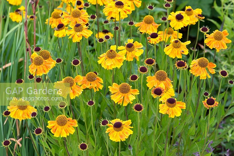 Helenium 'Wyndley' - Sneezeweed flowers - July - Oxfordshire
