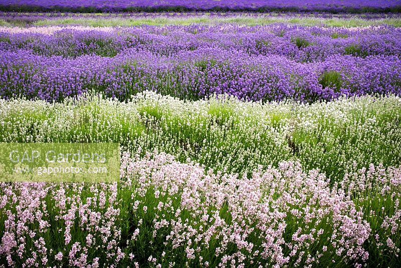 Lavandula - Rows of Lavender Flowers - July - Gloucestershire