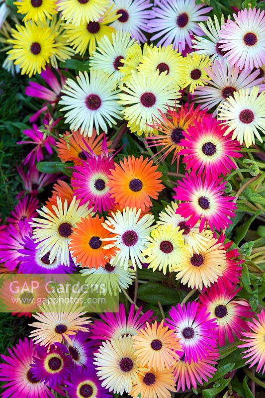 Mesembryanthemum 'Magic Carpet Mixed' - Livingstone Daisy - July - Scotland