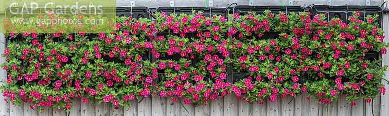 Petunia crazytunia in hanging wall planters. - July - Surrey 