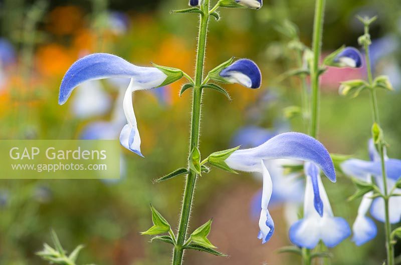 Salvia patens 'Dots Delight' - July - Surrey
