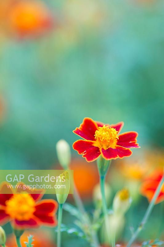 Tagetes tenuifolia - Signet marigold 'Paprika' - July - Surrey