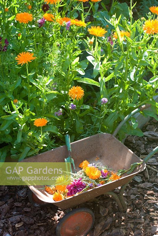 Vegetable bed with childs wheelbarrow and fork, Calendula 'Porcupine' and Cosmos 'Double Click Cranberries'
