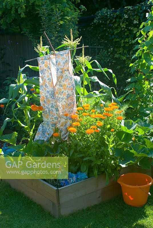 Vegetable bed with scarecrow and marigolds