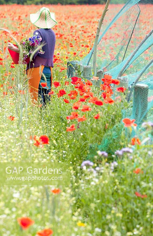 Woman with sunhat carries red plastic basket with wildflowers in the field. Kitchen garden with green protecting nets