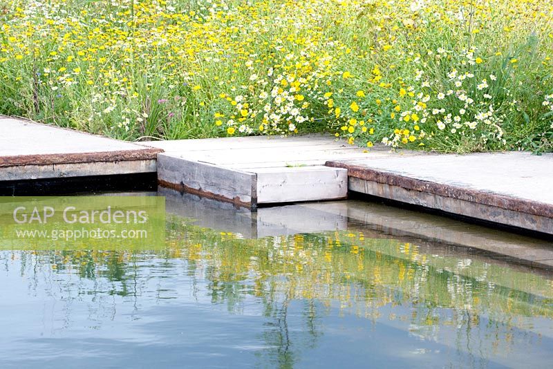 Concrete deck on the shore of the swimming pond. Wildflowers like Senecio jacobaea and Anthemis arvensis growing in the border.