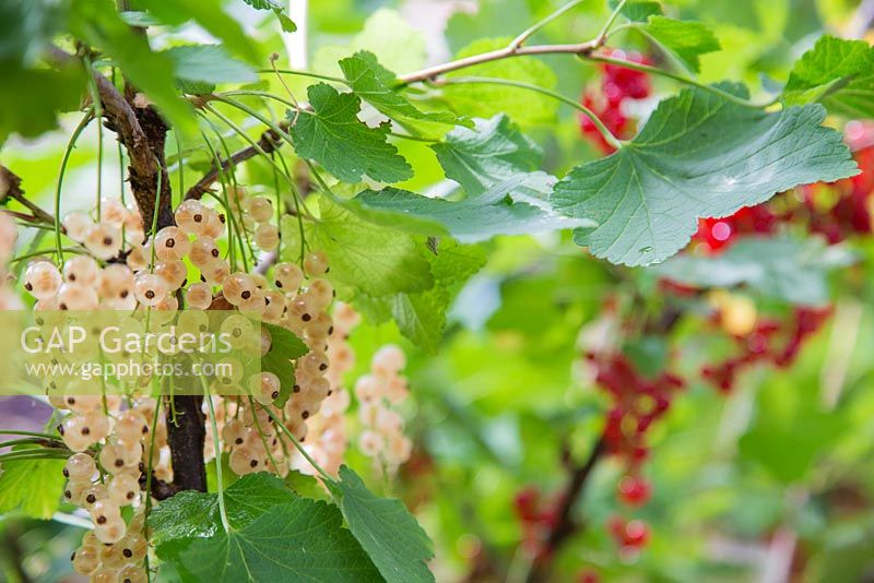 Fruit of Ribes rubrum 'Jonkheer van Tets' and Ribes rubrum 'Versailles'