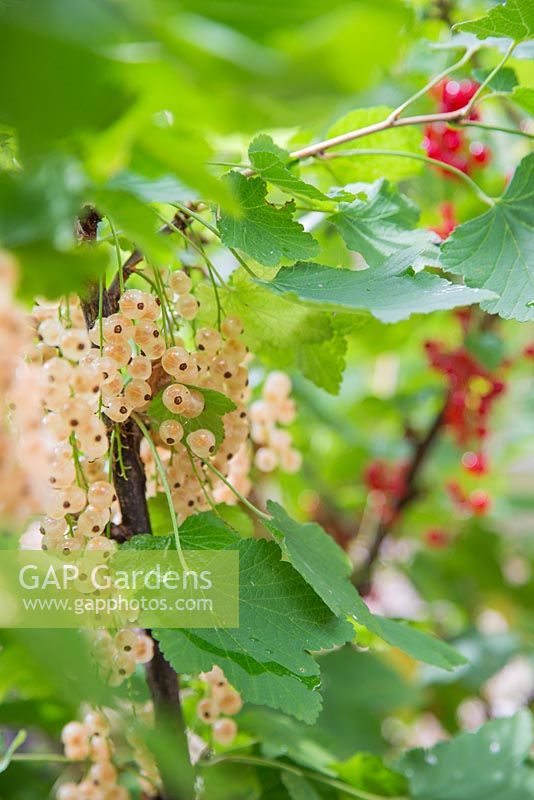 Fruit of Ribes rubrum 'Jonkheer van Tets' and Ribes rubrum 'Versailles'
