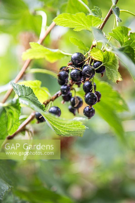Fruit of Ribes nigrum 'Ben Nevis'