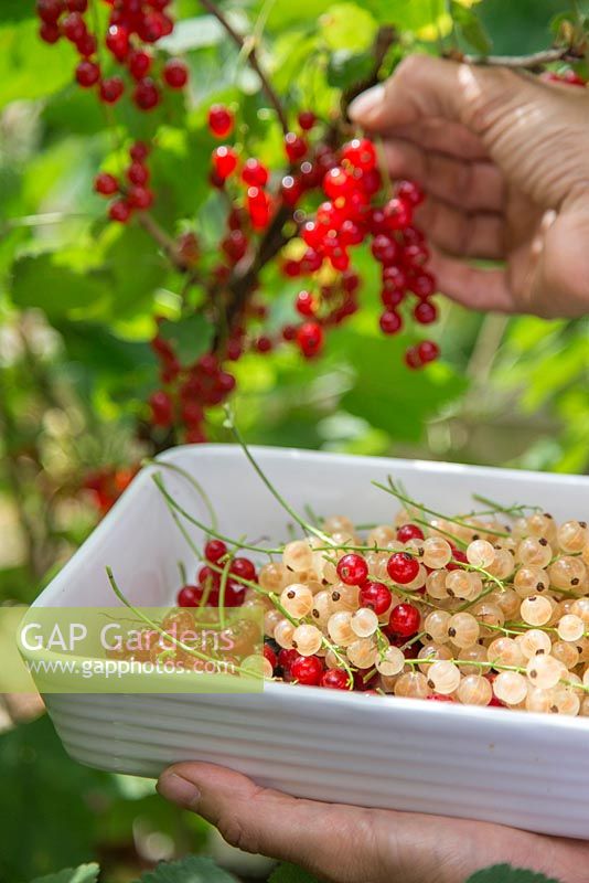 Harvesting fruit of Ribes rubrum 'Jonkheer van Tets' and Ribes rubrum 'Versailles'