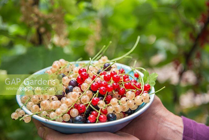Harvested fruit of Ribes nigrum 'Ben Nevis', Ribes rubrum 'Jonkheer van Tets' and Ribes rubrum 'Versailles'