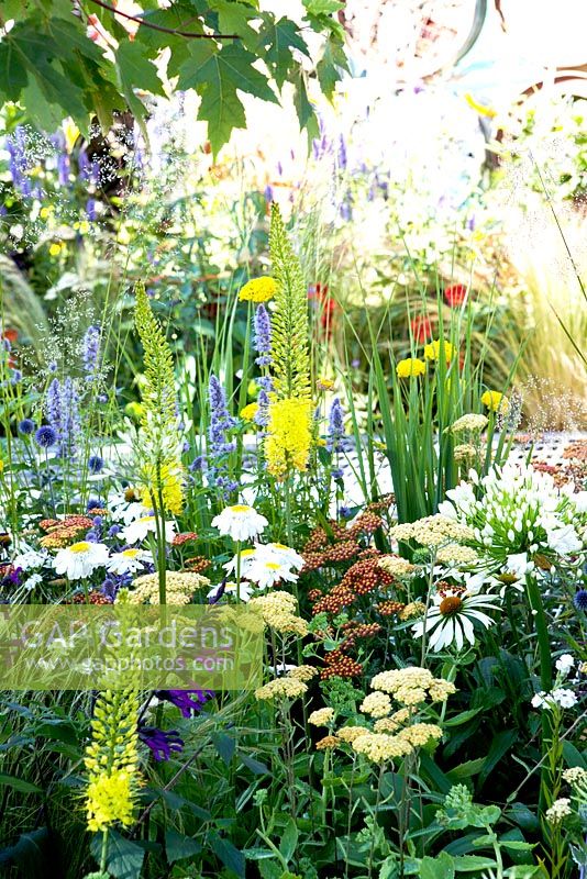Gold. Best summer garden. A Space to connect and to grow. Design: Jeni Cairns and Sophie Antonelli. Mixed border.