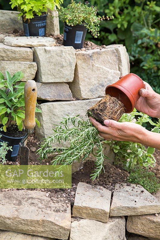 Removing Rosemary 'Prostratus' from pot